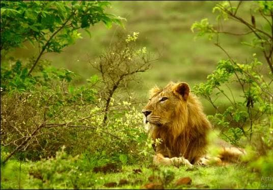 Gir National Park