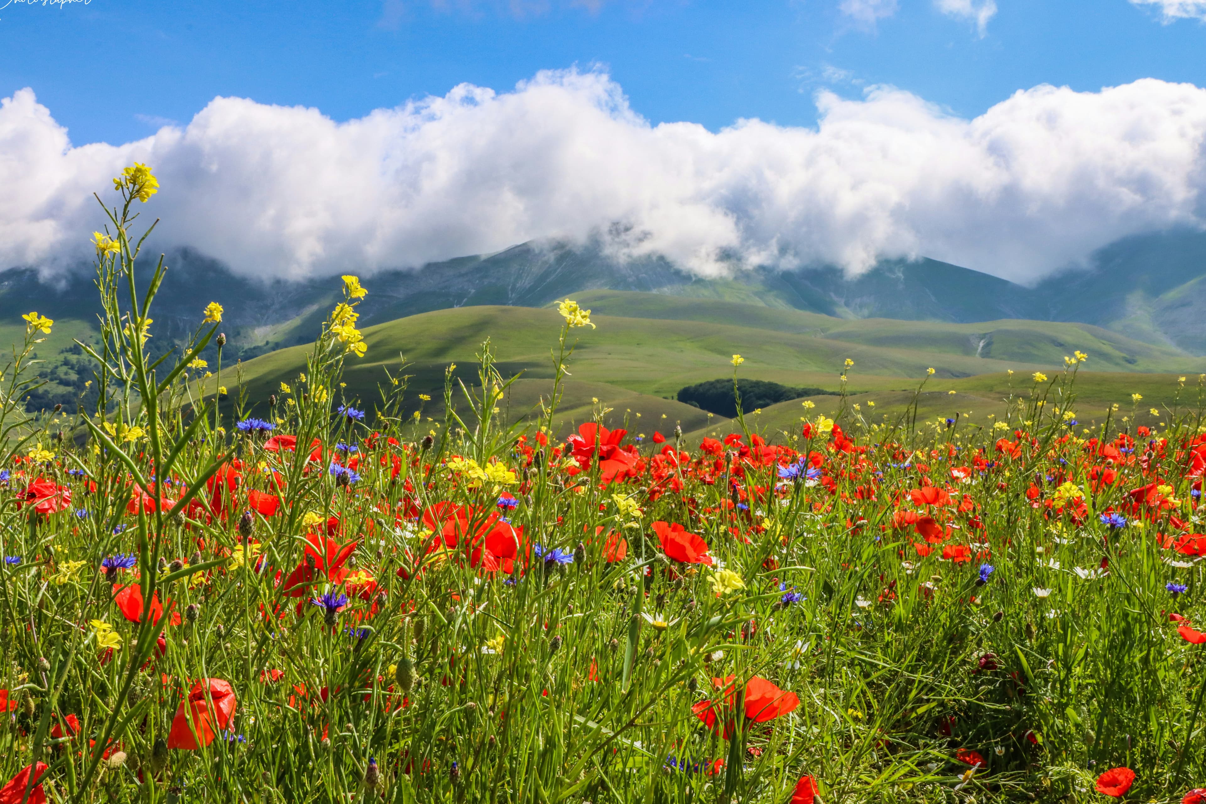Valley of Flowers